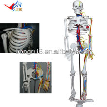 ISO Esqueleto modelo con Cardiac y Vascular, Esqueleto 3d modelo, Esqueleto Educativo
